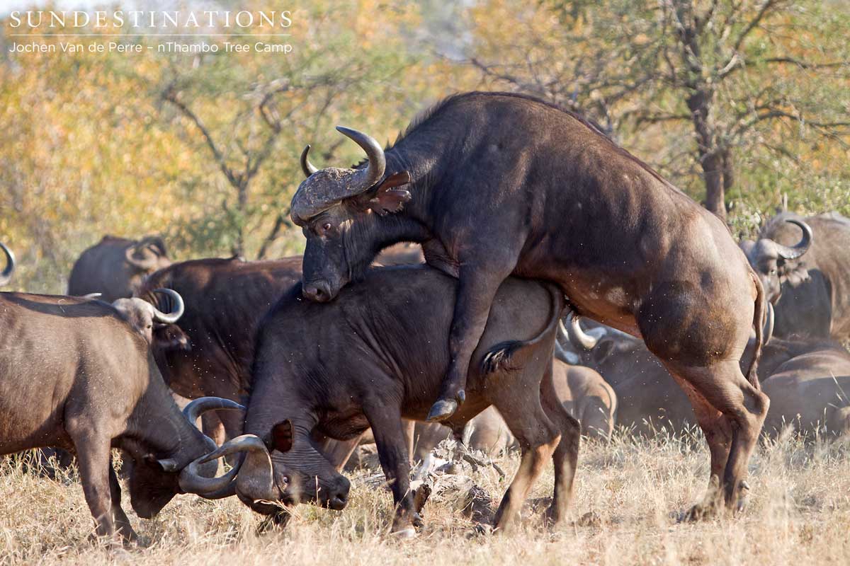 Bull dominates husband