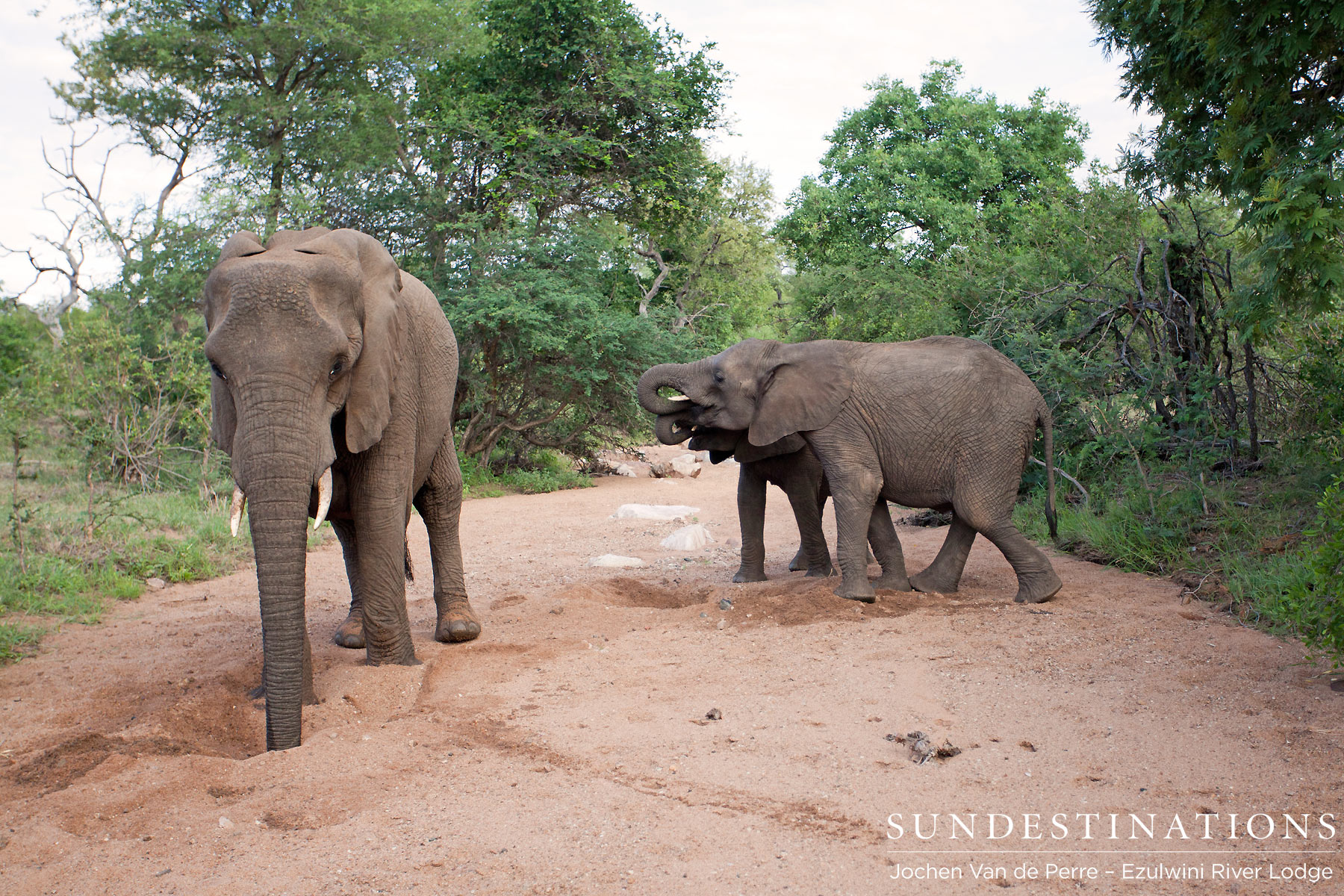 Elephants digging for water at Ezulwini