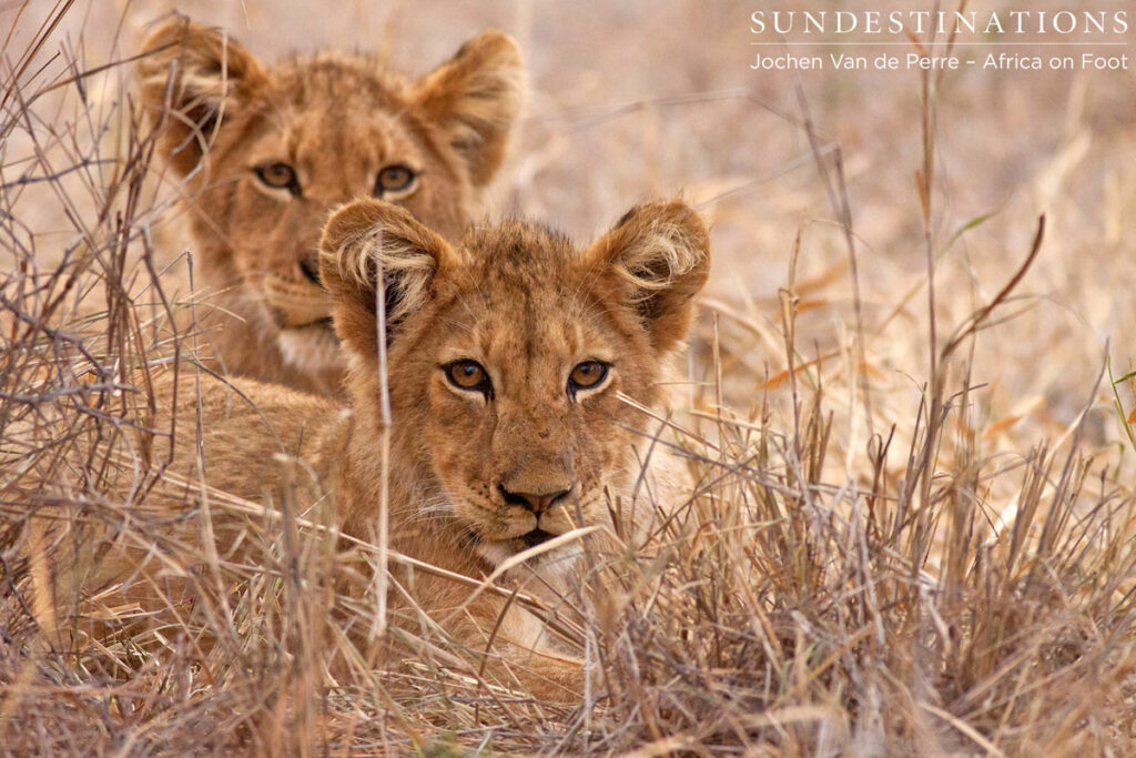 2 Lion cubs 2 Lion cubs