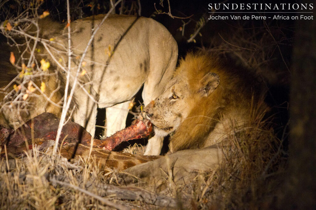 Trilogy Eating Giraffe Trilogy Eating Giraffe