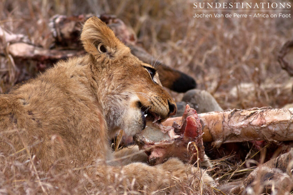 Lion Cub Eating Lion Cub Eating