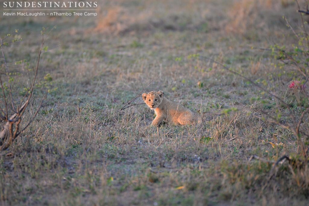 One lone lion cub separated from its mother One lone lion cub separated from its mother