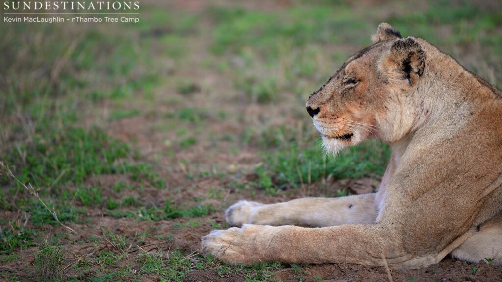 Ross Breakaway lioness seen at nThambo Tree Camp Ross Breakaway lioness seen at nThambo Tree Camp