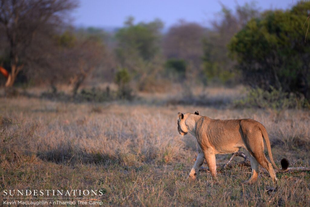 Ross lioness at nThambo open area Ross lioness at nThambo open area