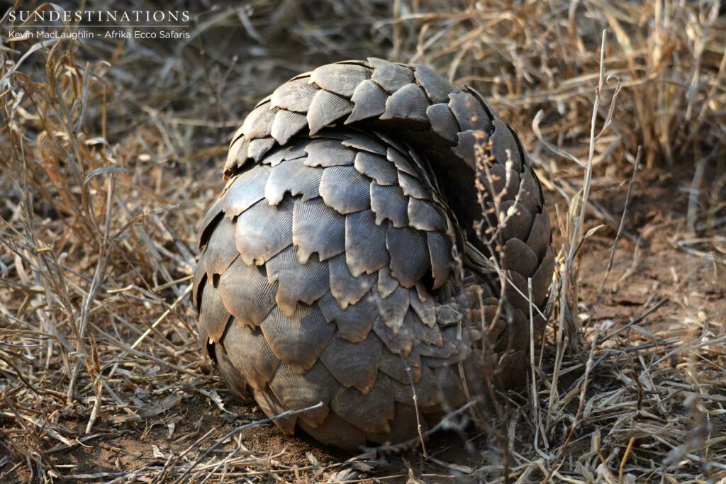 The unusual and fascinating pangolin curling up into a defensive ball The unusual and fascinating pangolin curling up into a defensive ball
