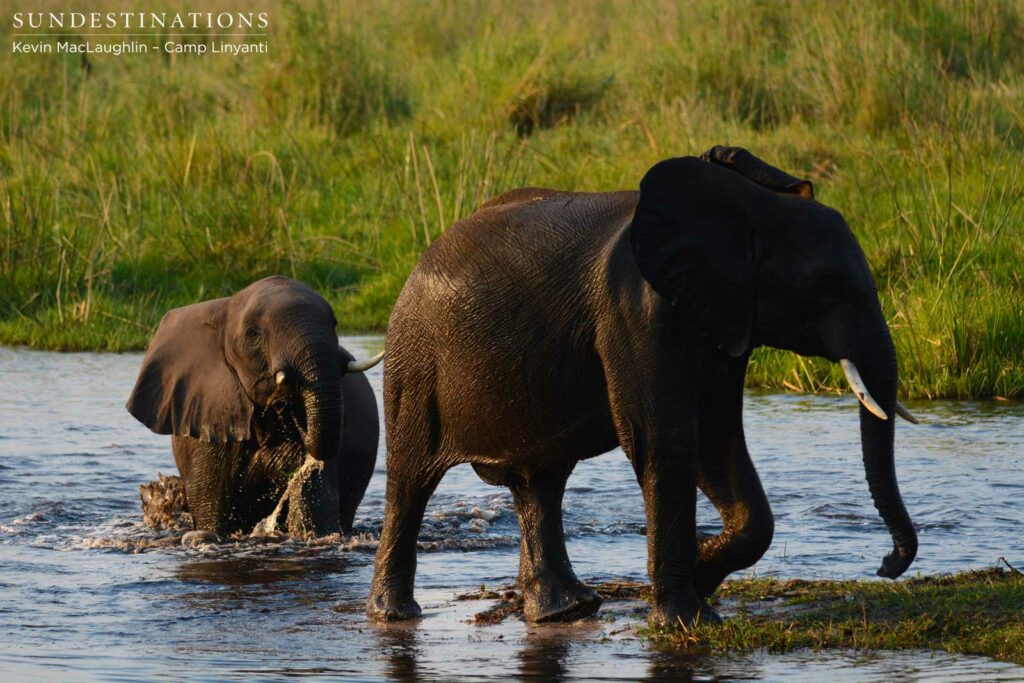 Elephants crossing the Linyanti swamps in front of Camp Linyanti Elephants crossing the Linyanti swamps in front of Camp Linyanti