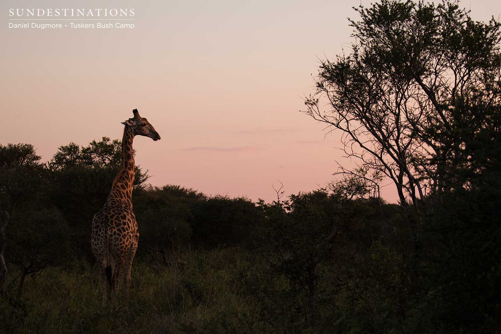Giraffe in Sunset Tuskers Giraffe in Sunset Tuskers