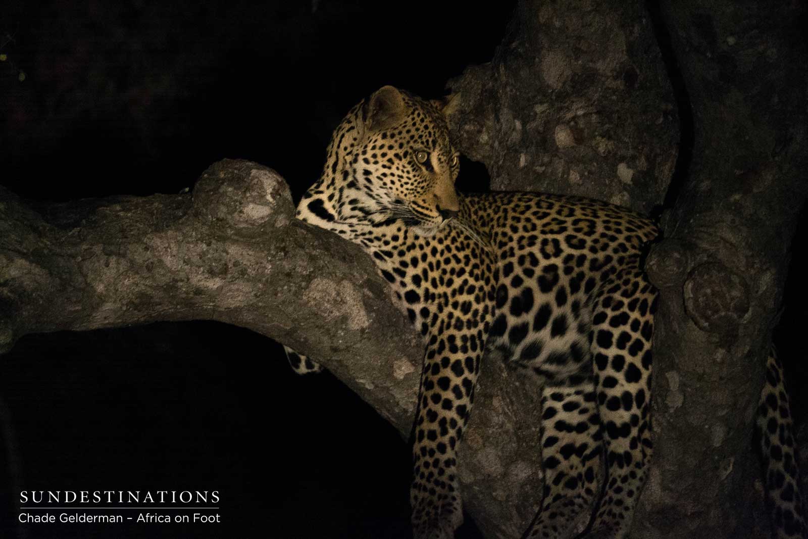 Bundu the Leopard Bundu the Leopard