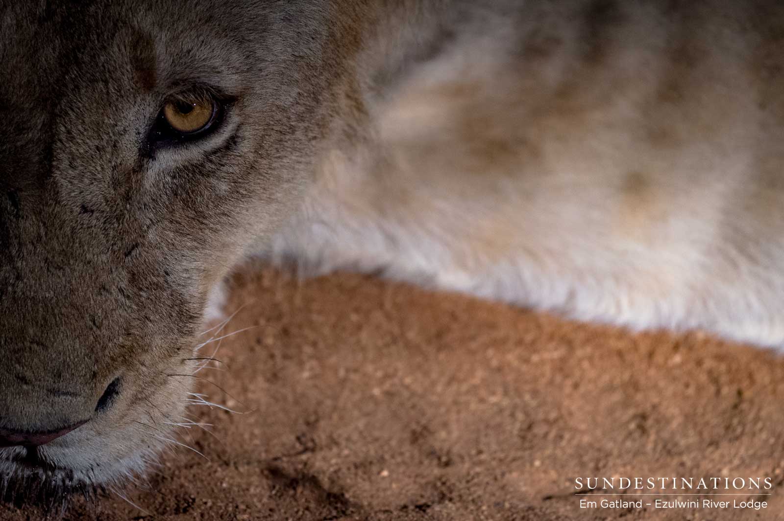 Lion Face Balule Lion Face Balule