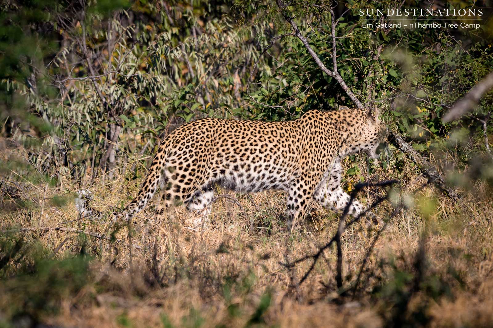 Leopard in Thickets Leopard in Thickets