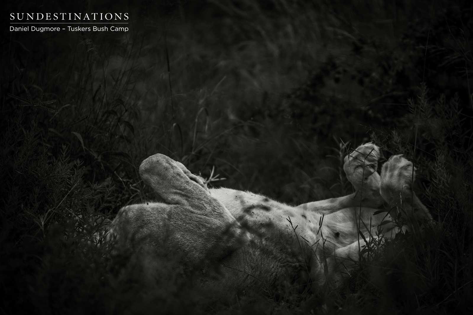 Lions at Tuskers Bush Camp Lions at Tuskers Bush Camp