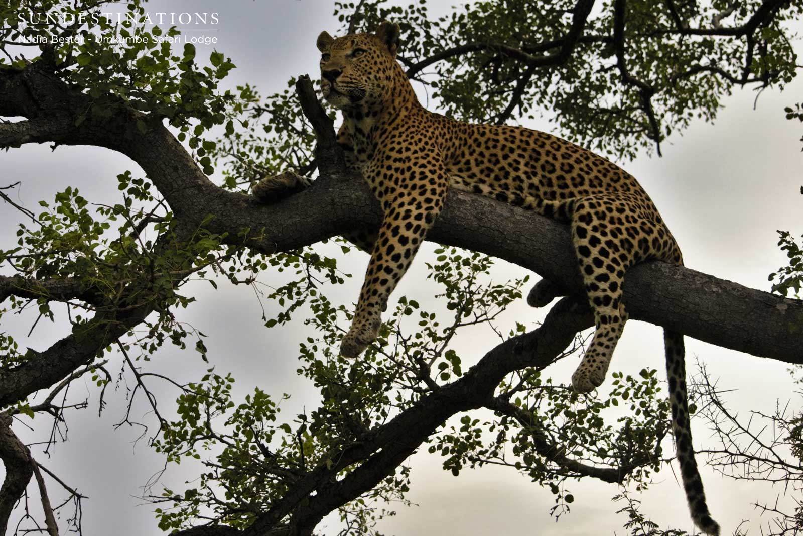 Mxabene Leopard Mxabene Leopard