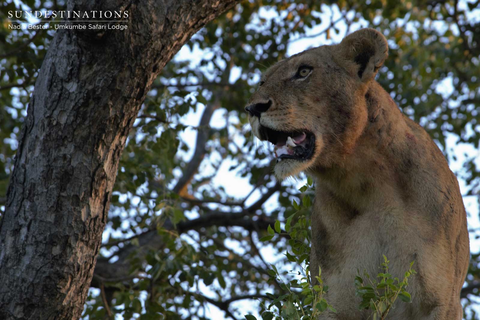 Lion in a Tree Umkumbe Lion in a Tree Umkumbe