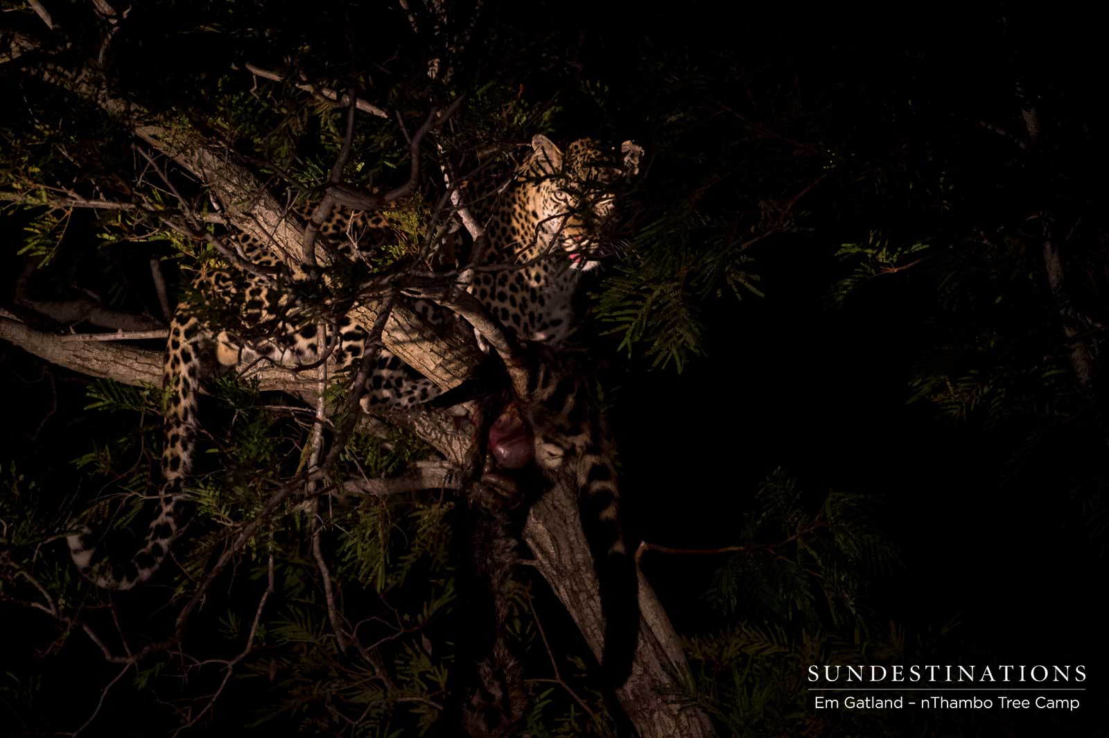 Unknown Leopard with Kill Unknown Leopard with Kill