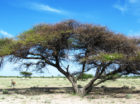 Umbrella Tree in the Kalahari