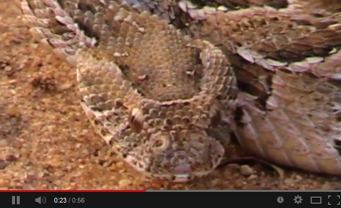 puff adder head