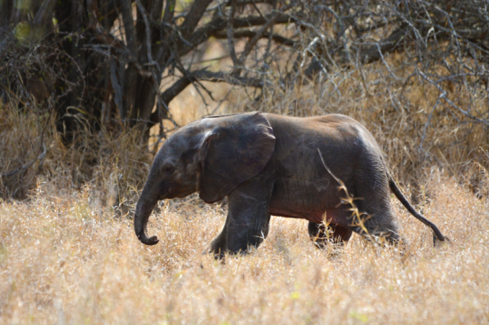 The Week in Pictures: It's baby season in the wild!