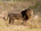 Big black-maned lion in the Marakapula Reserve, Kruger.