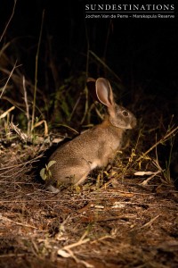 A scrub hare caught in the light of the game viewer