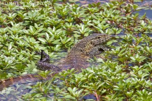 Water monitor makes a quick getaway