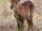 An unfortunate baby waterbuck waits for its mother