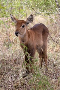 An unfortunate baby waterbuck waits for its mother