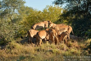 The pride gathers at the warthog burrow, in which 2 warthogs are hiding