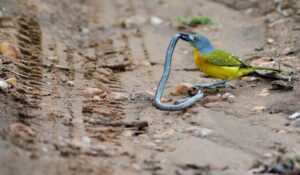 The Schlegel's beaked blind snake was no match for the bush shrike