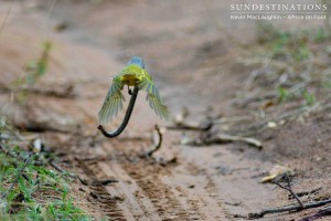 Despite the snake's weight, the bush shrike attempted to fly away with it