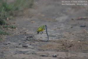 The grey-headed bush shrike eventually carried its prey into the bush