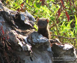 Dwarf mongoose takes cover