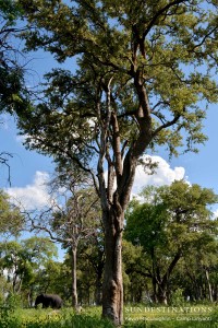 Land's biggest mammal is dwarfed by jackalberry and leadwood trees in Linyanti