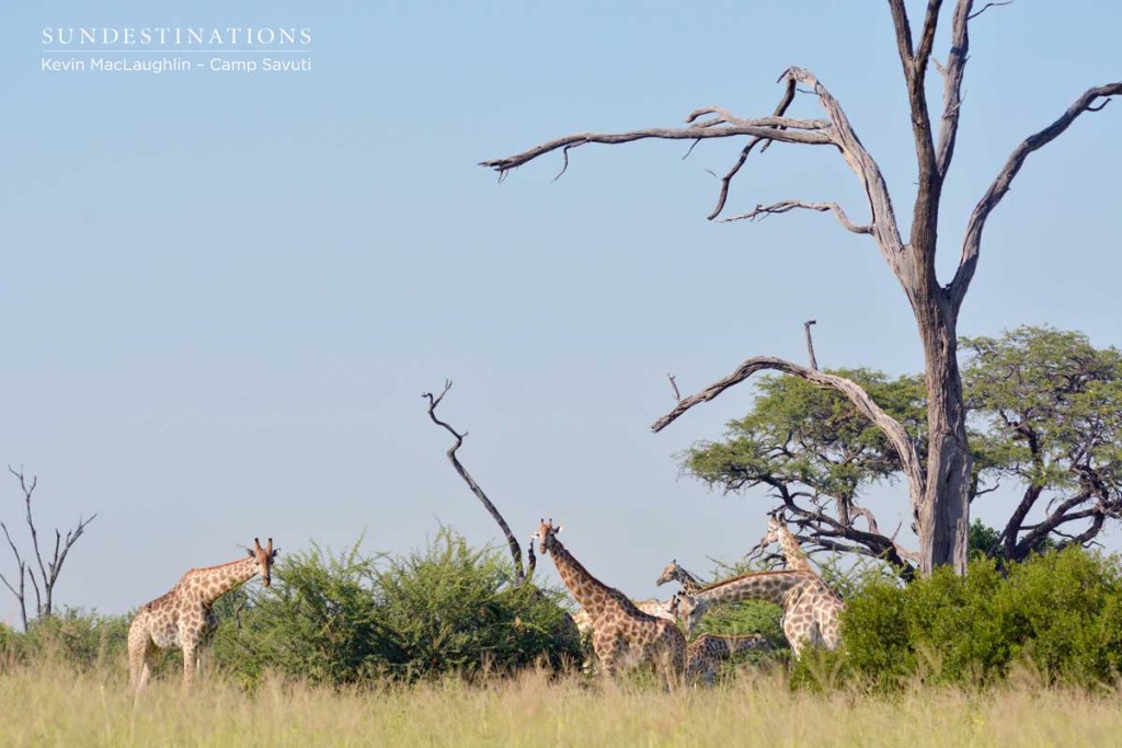 Giraffes stand tall next to the skeletal trees that characterise the ...