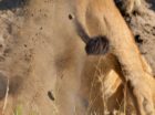 A lion digs at the warthog burrow trying to chase the warthogs out