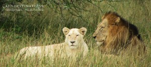 Giraffe Pride white lioness