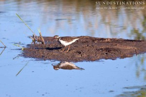 Three banded plover