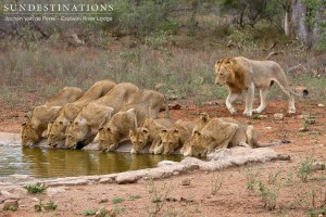 Olifants West Pride Split - the Warriors of the Balule