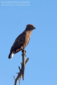 Brown snake eagle