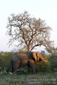 Elephant dwarfed by a tree in the Balule