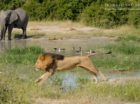 Lion leaping over a stream with an elephant in the background