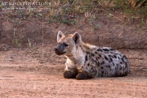 Kneeling hyena