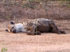 Hyena lying down