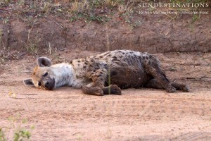 Hyena lying down