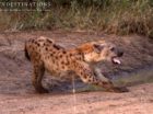 Hyena stretching and yawning