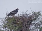 Lappet-faced vulture