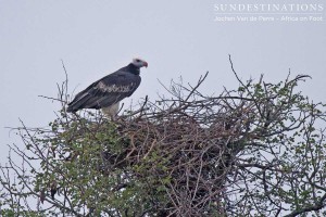 Lappet-faced vulture