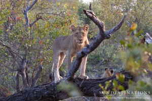 Climbing a tree