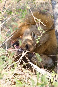 Duma's brother eating a warthog