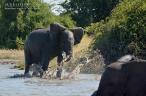 Thrashing around in the waterhole