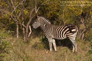 Portrait of a zebra